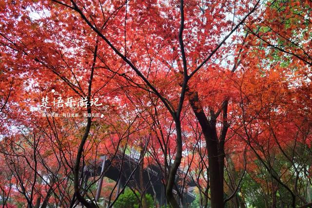 绍兴上虞的绚丽秋色，堪称封神的红枫园林胜境，比风景油画还要美