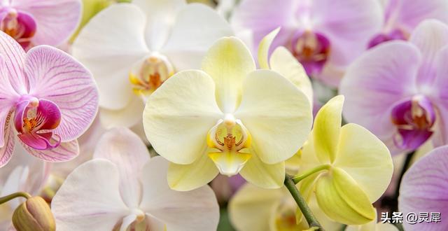 0元直达！西安最大兰花园花开成海，不挤人错过等一年。