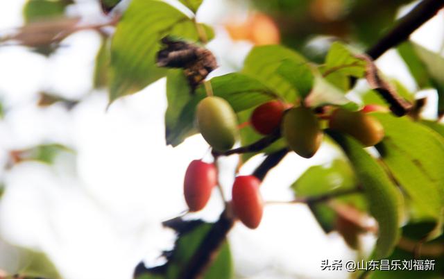 卡纳圣菲的“城墙”·及其它