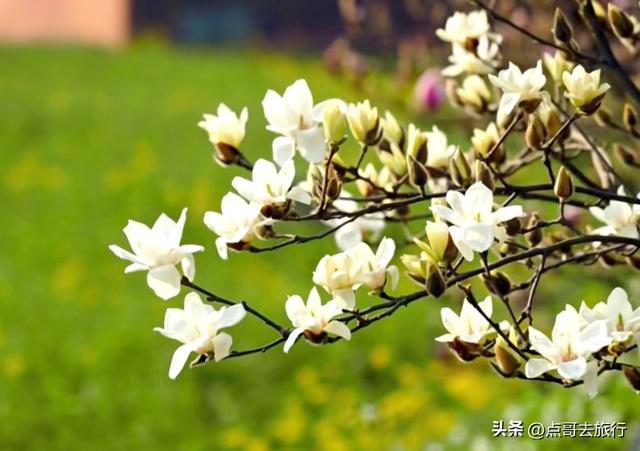 成都最浪漫的玉兰花开了，油菜花和玉兰花惊艳同框，让人赏心悦目