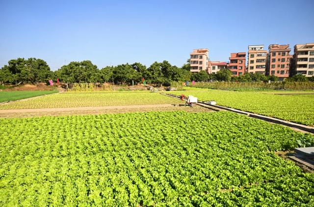 石碣好 “景”!拥抱生态绿地,感受田园风光~