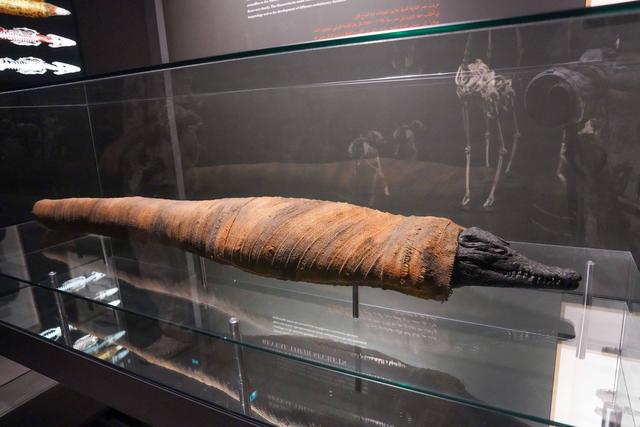 迪拜隐藏版野性目的地｜近距离看“巨齿王”的一天