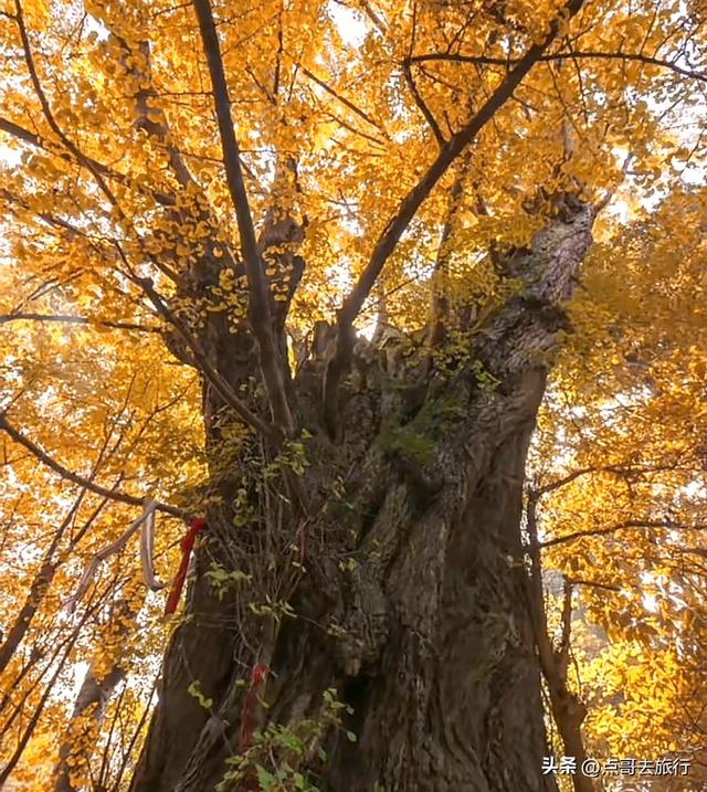 成都龙泉山有多少千年银杏，让人意外，居然有刘备亲手种的！