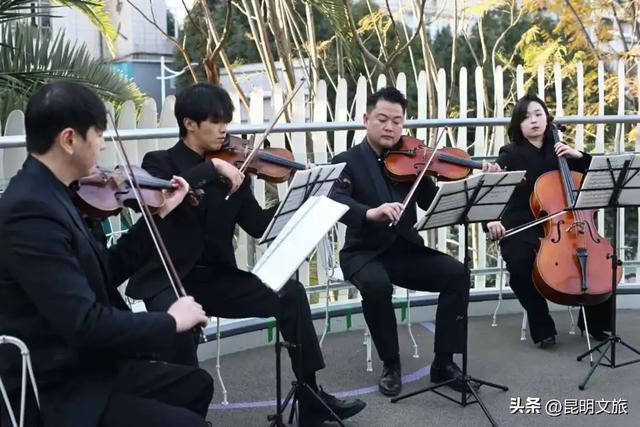 赏杏观鸥+听乐！昆明五华浪漫已就绪，音乐快闪点亮春城