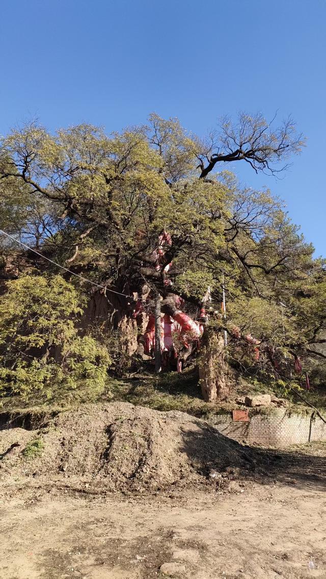 访同家庄千年古槐