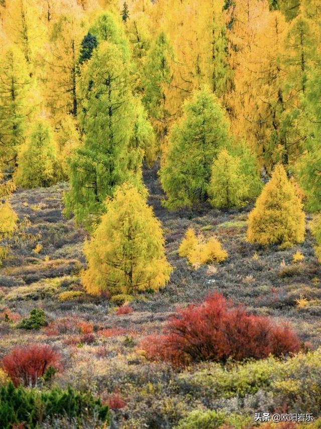 是什么让资深驴友每年秋天都偷偷跑去川西？？