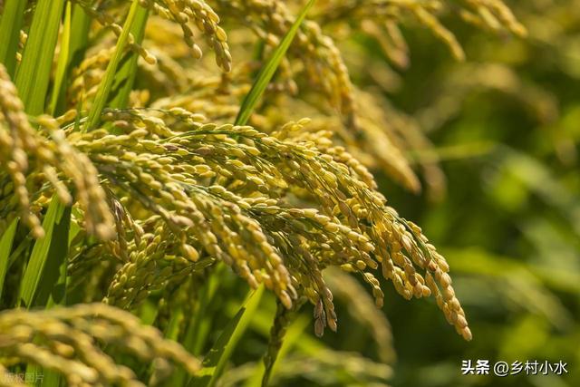 明日“秋分”，老人说最怕“秋分一日雨”，秋分下雨啥预兆？