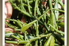 景迈山春日寻宝：“螃蟹脚”来啦图片