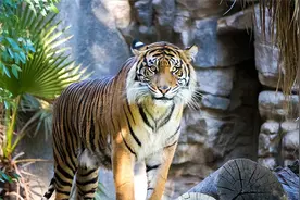 刘荒田：说“虎皮”图片