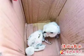 如果发现这些小可爱，请拨110图片