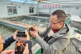 200万尾青蟹宝宝在北方出生！宁大团队创百万级育苗纪录图片