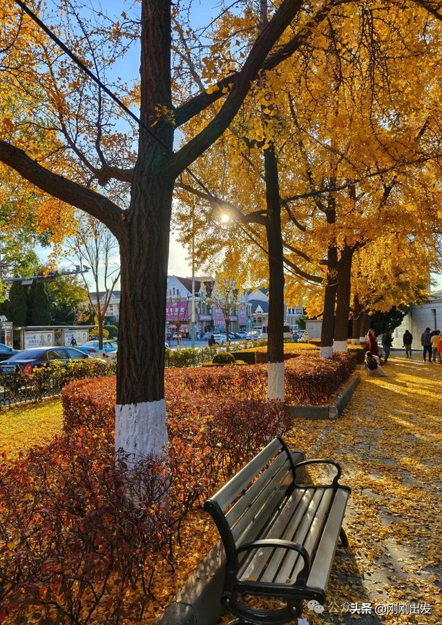 大连市内现平分秋色美景,特别热闹,秋日限定,太美了