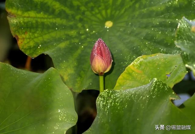 出片率100%！就在锡林浩特，赶紧安排→