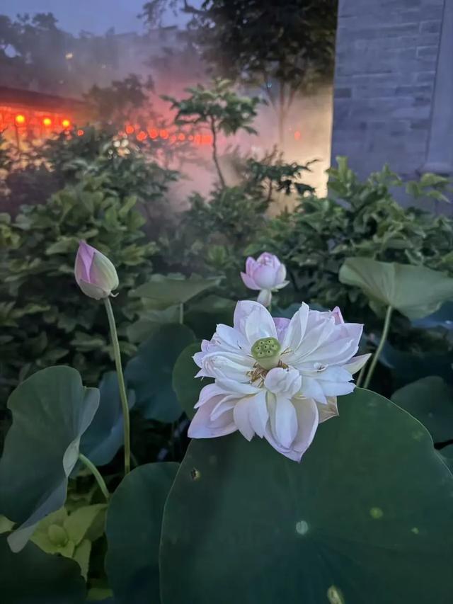 千年雅韵+科技创新！紫竹院竹荷文化季开启