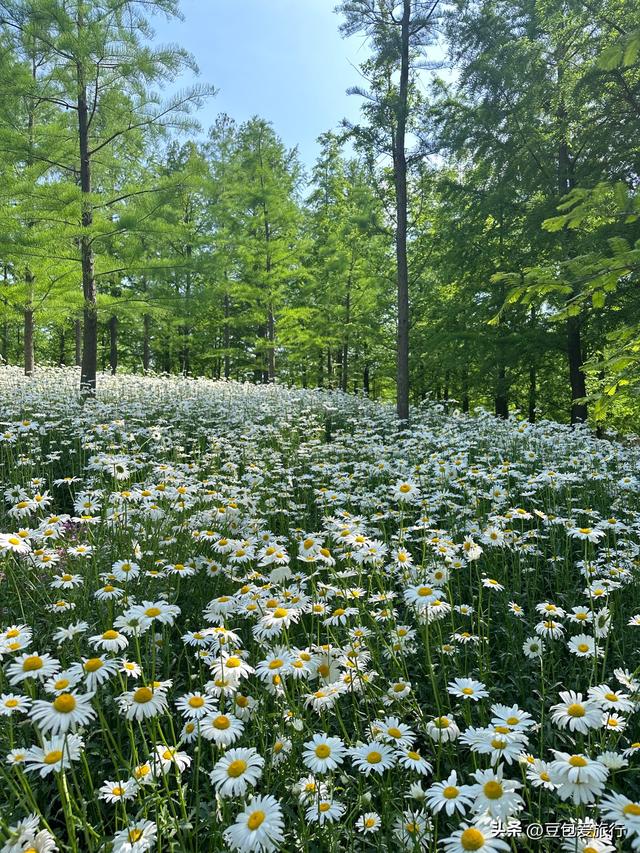 苏州河畔寻沪西烟火人文——上海普陀区漫游