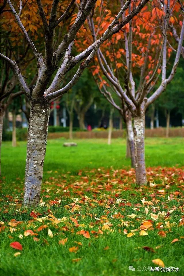 天水弘文园秋景美翻了，快去打卡！