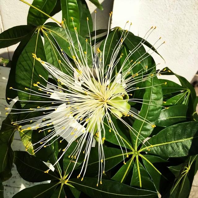 家里这8种特常见的盆栽绿植，只有极少花友看过它们开花