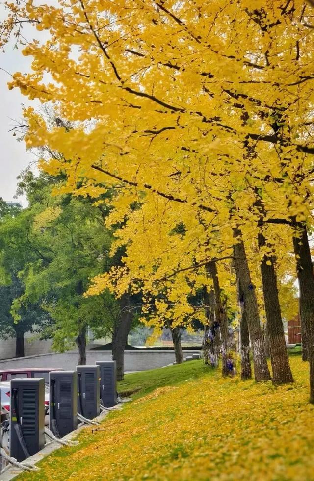 99%的新区人都在做的事，你做了没?