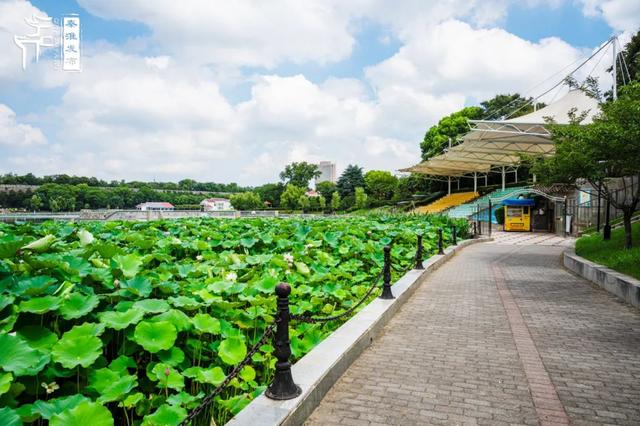 秦淮citywalk｜夏日寻凉之月牙湖