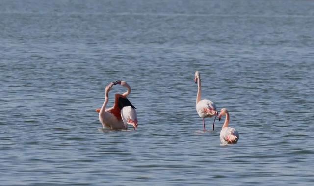 全员在岗！雪景+粉羽精灵，运城冬日限定美景你不来吗？