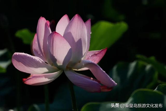 不负好时光！在秦皇岛做完这12件小事，这个夏天才算完美~