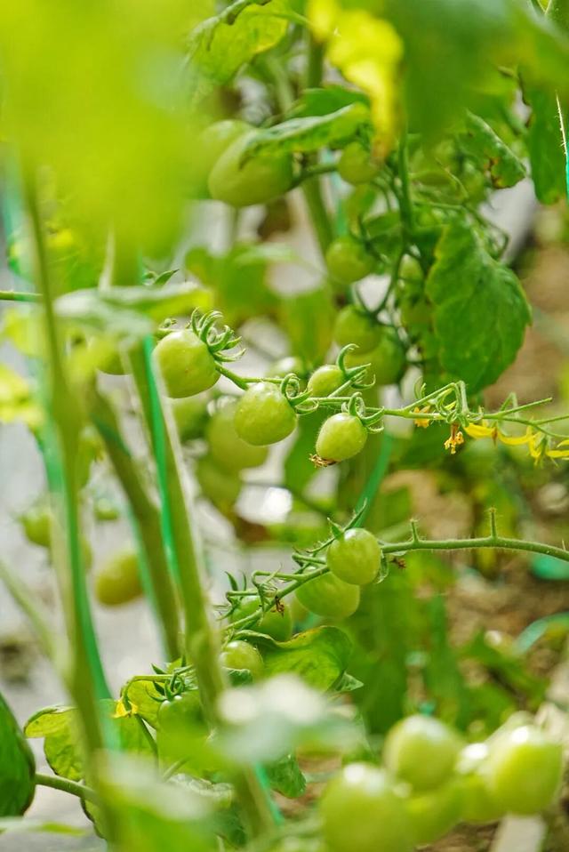 石巷、落日、采摘，济南这座古村一年四季都在“慢生活”