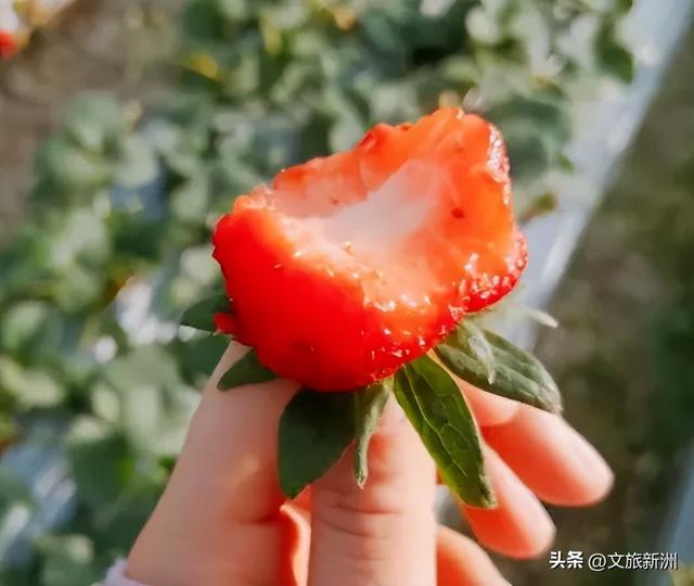 冬日“甜妹”C位出道！新洲草莓采摘指南来啦~