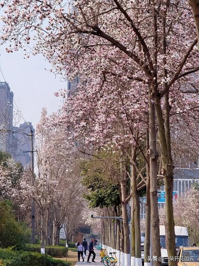成都本周顶流，不是油菜花，是它——只有本地人才知道的赏花地图
