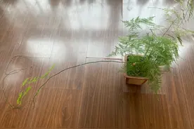 文竹也疯狂图片