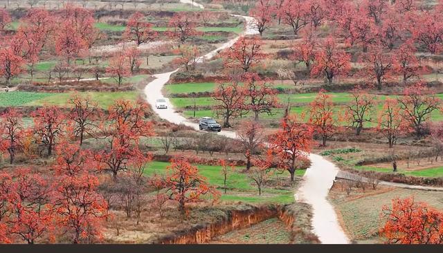 这是我见过最美的柿乡:红灯笼挂满枝头,烟火气暖透心间