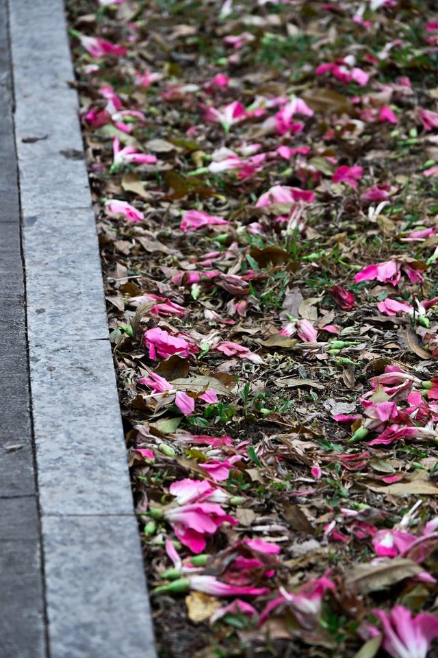 深活指南｜免费！深圳这些赏花点美成漫画，不允许有人不知道！