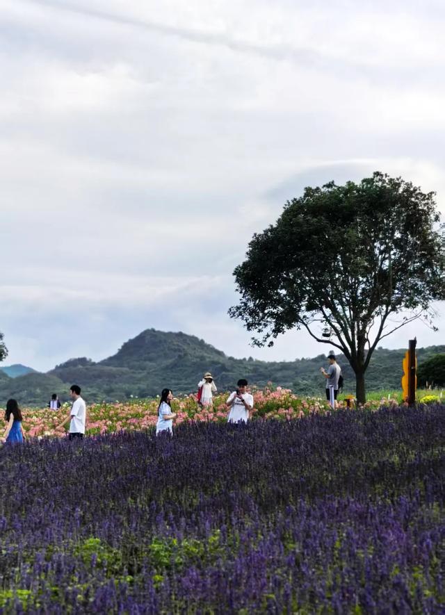 桂林：漓畔花海莲花源！