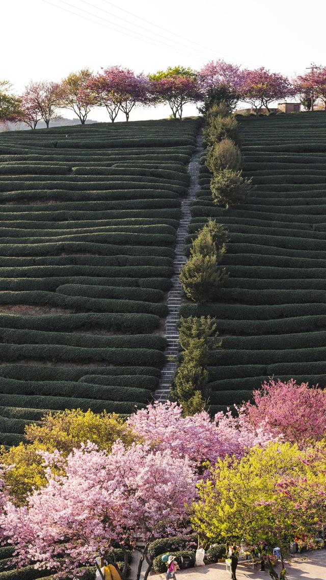 强烈建议3-5月走起的9条自驾路线，春天花开成海，沿途美成天堂！