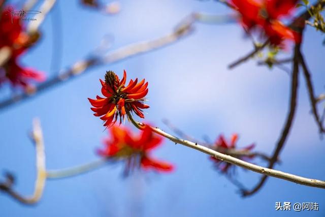 云南保山有条海棠路，种满的却是刺桐花，春日风景堪称一绝
