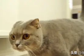 猫咪也得脂肪肝？嗜睡、厌食、体重减轻...当心饿出致命的脂肪肝！图片