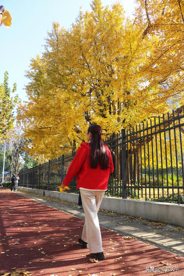 散文丨古银杏树下