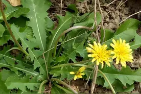 蒲公英四种搭配，精准应对乳腺、甲状腺、肺结节，总有一款解忧图片