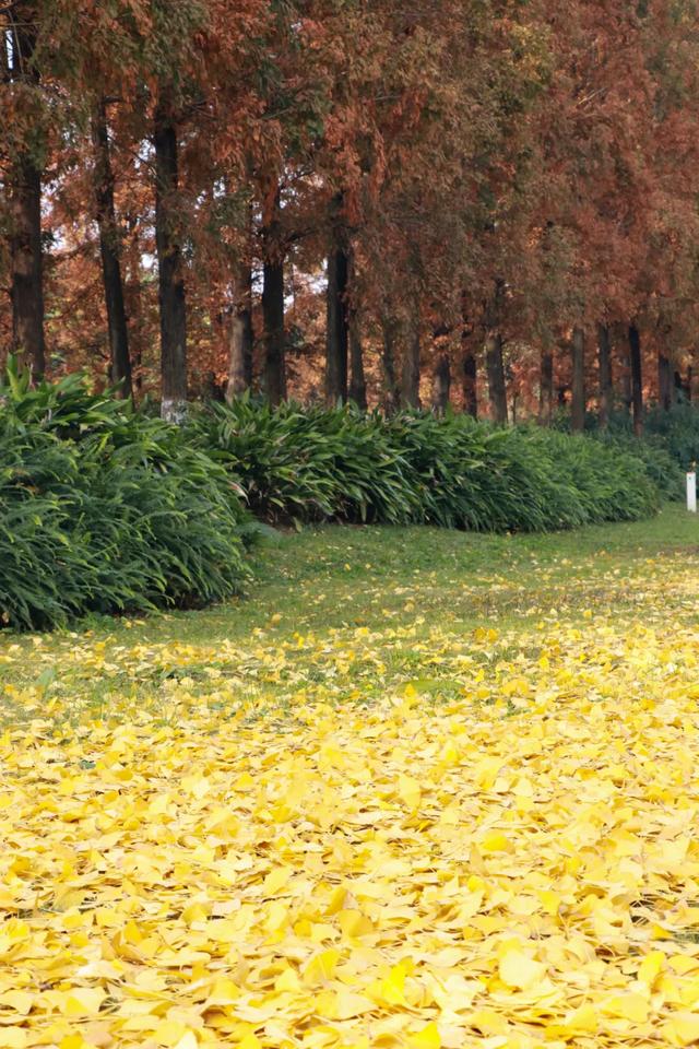 郫都水杉红了！抱着手机猛拍，被这限定美景狠狠惊艳