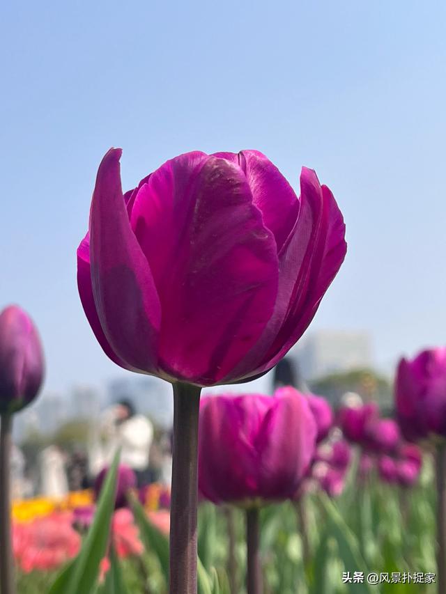 南昌马兰圩湿地公园郁金香花盛开，赏花圣地！