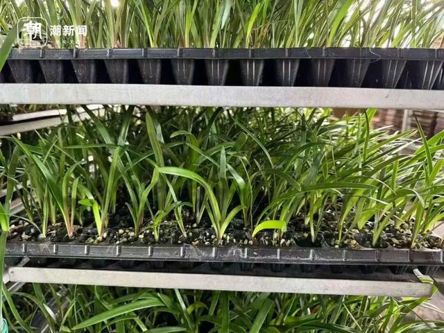 价格雪崩！近300元跌至35元	，曾经的网红“卖不动了	”