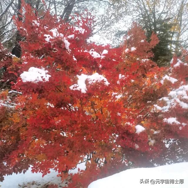 北京下雪后天寒地冻数九寒天大雪小雪冬至又一年注意保暖
