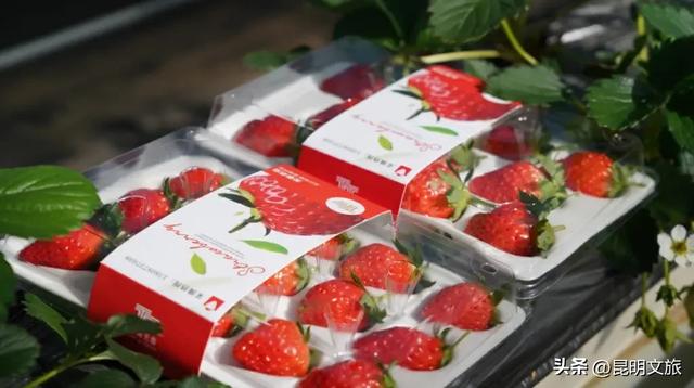 别再问昆明哪里能摘草莓了！收下这份采摘地图，直接抄作业→