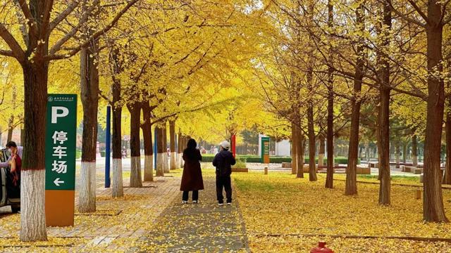 满目金黄，来杨凌赴一场“鎏金之约”！