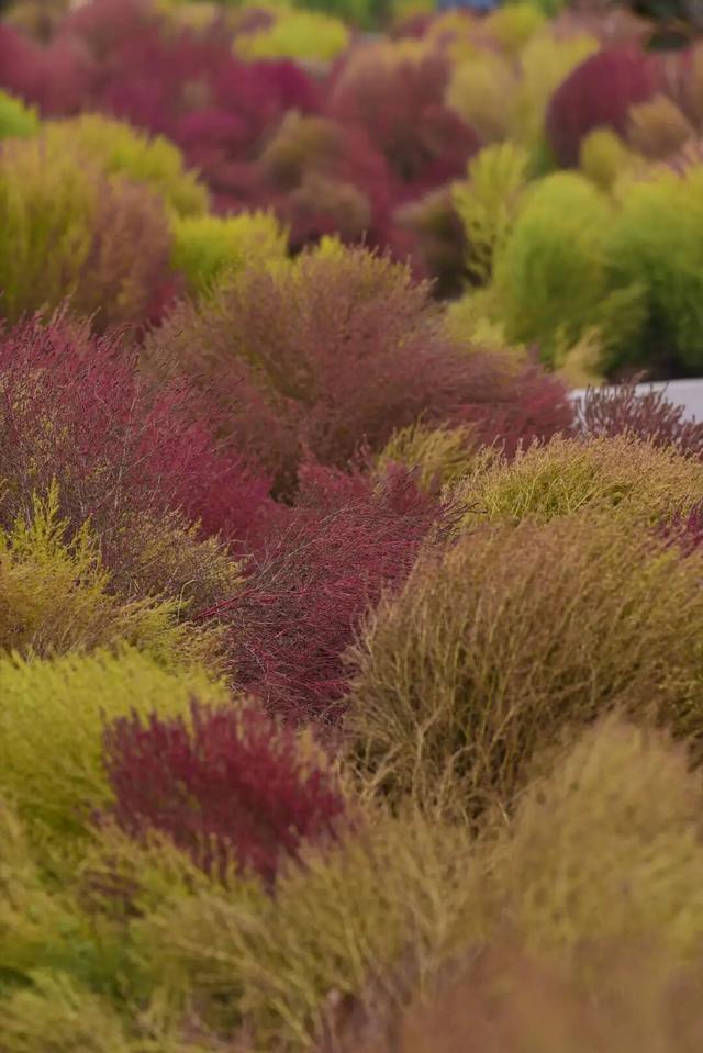 如梦如幻！生态城惊现秋季最美打卡地