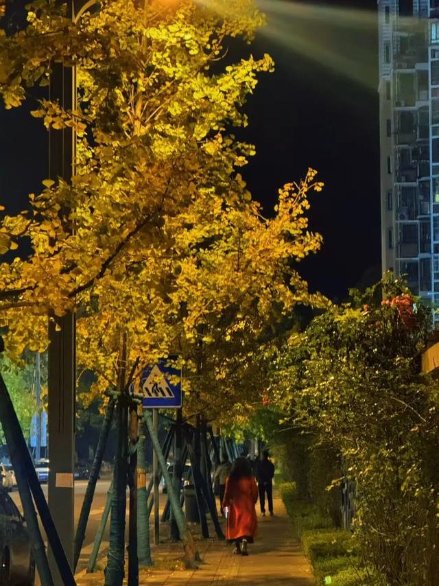 新津藏了条“似锦街”，一半金黄，一半滚烫