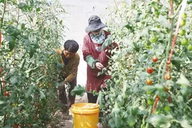 小西红柿采摘上市图片