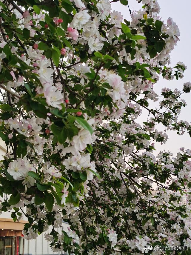 风送海棠香，春满石家庄