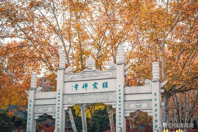 南京此地的秋意拉满了，不是栖霞山！