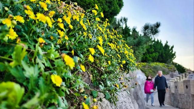 诸君，重阳来此登高赏景可好