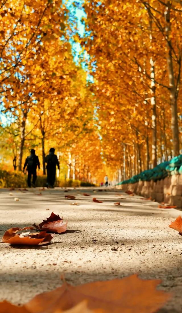 18公里步道免费开放！北京西五环边这个公园迎来最佳观赏期